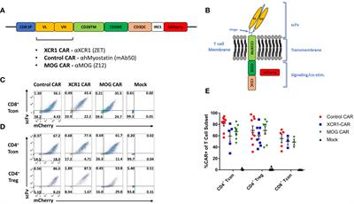 CAR-T cells and CAR-Tregs targeting conventional type-1 dendritic cell suppress experimental autoimmune encephalomyelitis